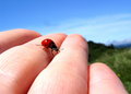 Fly Away Ladybug, Fly Away Home...