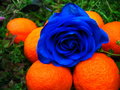 Blue Rose Contrast