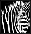 Abstract #5: Zebra Jazz