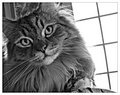 Day 13: The Masquerade Kitty