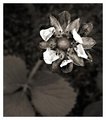 Day 25: Strawberry Blossom...Disassembled