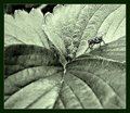 Day 26: A Fly on the Wall, er...I mean Leaf