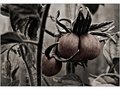 Day 27: Baby Beefsteak