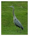 Shy Heron