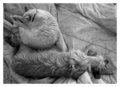 Week 17: Afternoon Nap