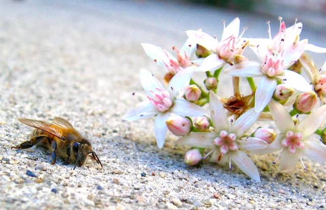 The Bee and His Bouquet for the Queen