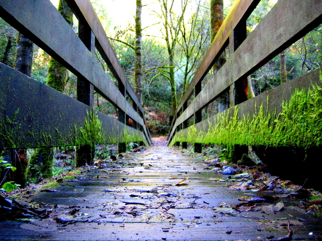 The Infamous Bridge Shot