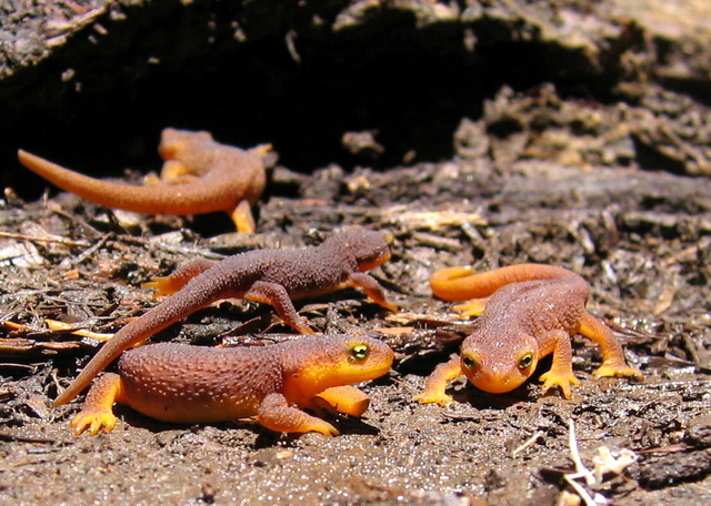 The Courageous Little Newt