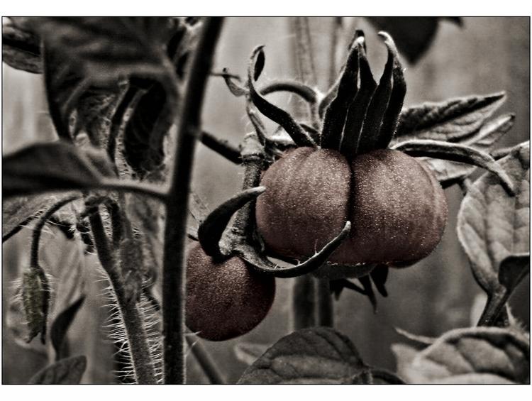 Day 27: Baby Beefsteak