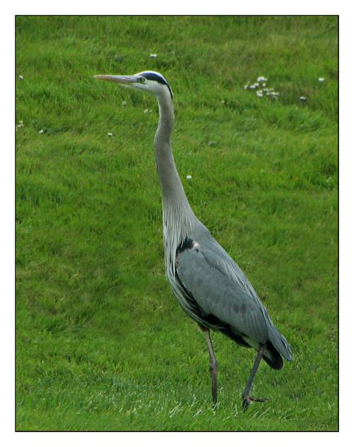 Shy Heron