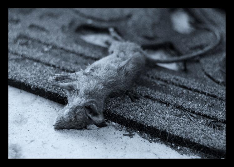 Week 29: Cold