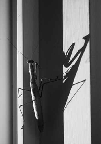 Week 36: The Mantis
