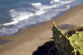 Beach and Cactus