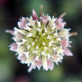 Little flower