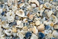 Seashells