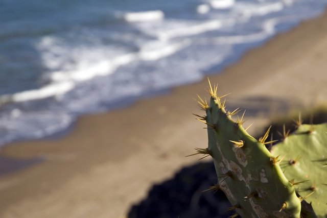 Beach and Cactus