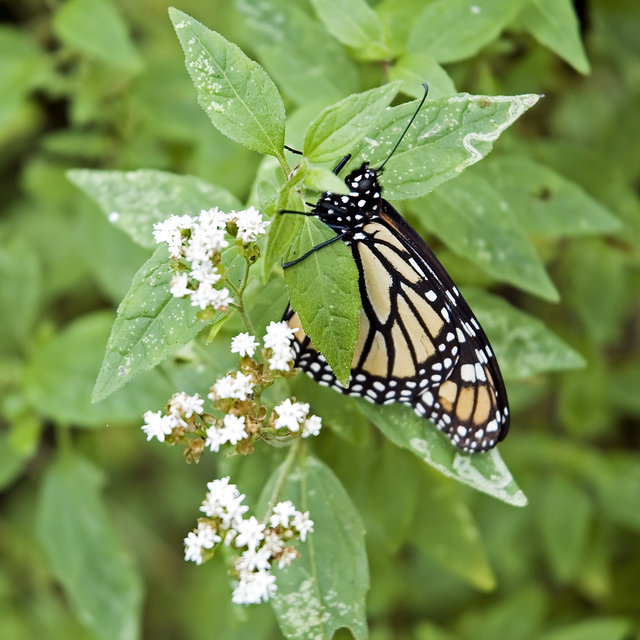 Monarch Butterfly
