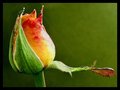 Time to bloom.