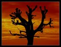 Silhouette