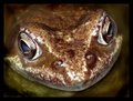 A frog in his best age