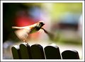 Fly away