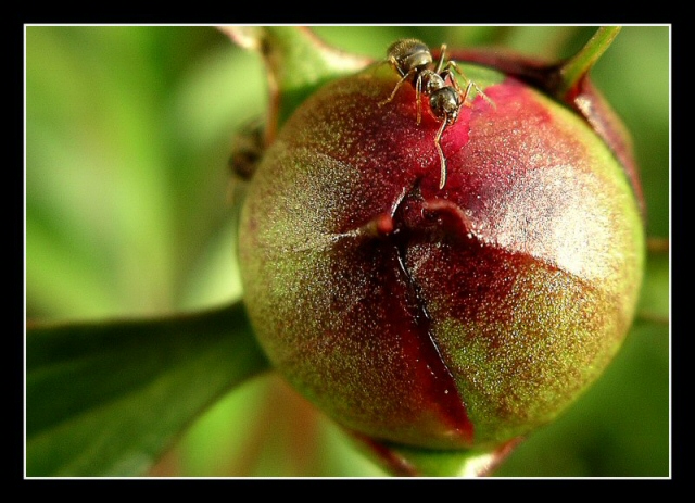 Rosebud (and an ant)