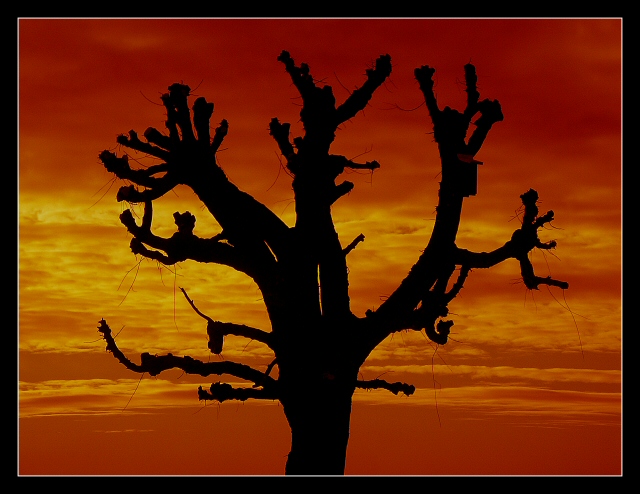 Silhouette