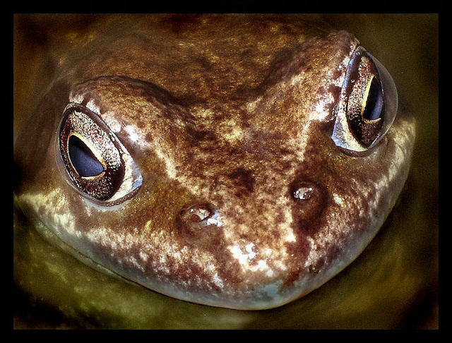 A frog in his best age