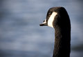 Goosey Gander