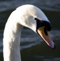 Swan - Wildlife out take