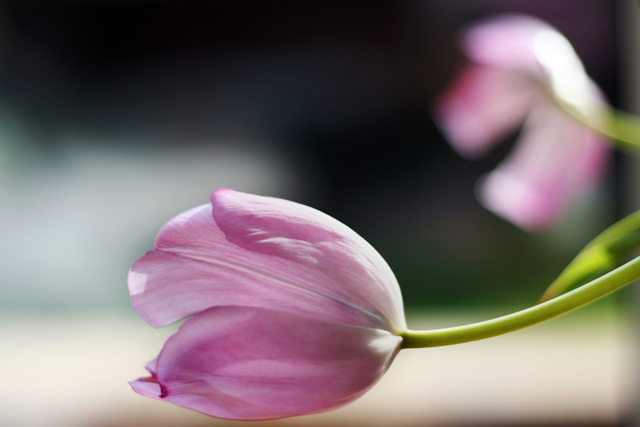 Soft Tulip