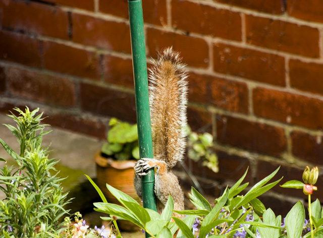 Squirrel climbing