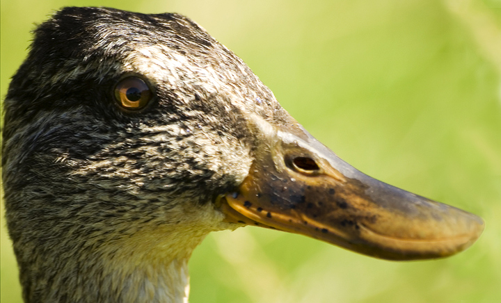 Duck