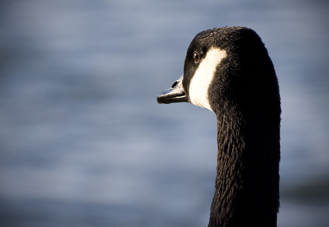 Goosey Gander