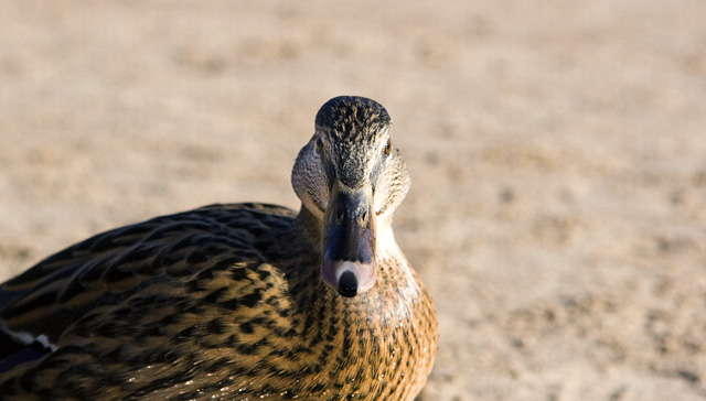 What you looking at?
