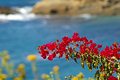 Bougainvillea
