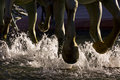 Trampled Under Foot (color)