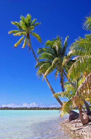 Bora Bora Motu Palm Trees