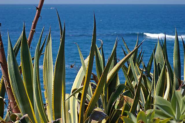 Agave