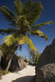 Palmtree