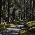 forest.jpg