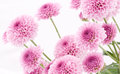 flowers.jpg
