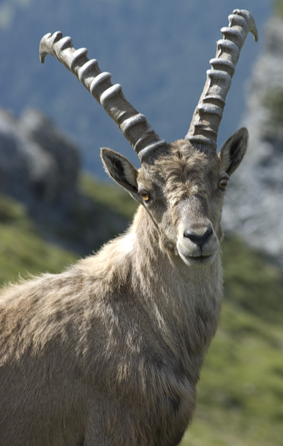 Ibex
