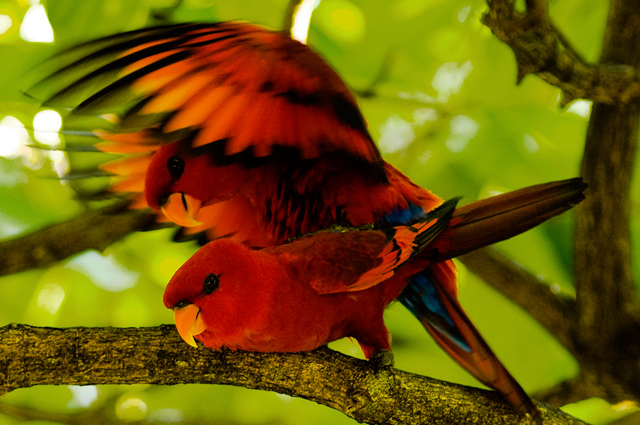 parrot.jpg
