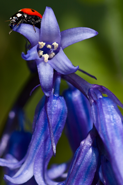 Ladybird on Bluebell