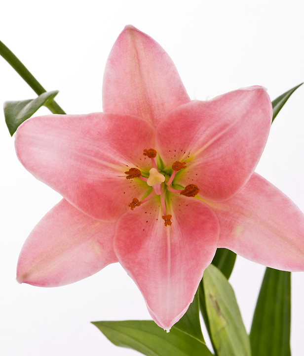 starflower.jpg