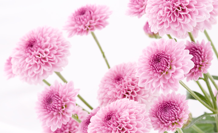 flowers.jpg