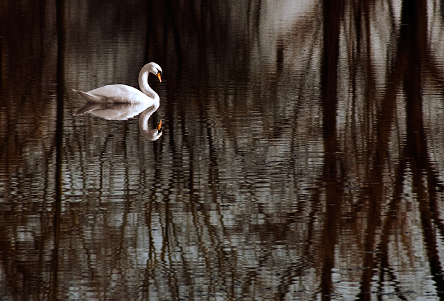 Swan