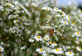 Butteryfly