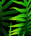 Fern on Acid